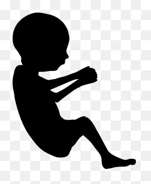 Fetus Baby Developing - Free Vector Graphic On ClipartFlare