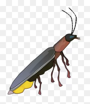 Firefly Populations Are Dwindling All Over The World | Bird ClipartFlare.com 