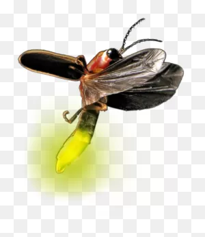 Transparent Firefly Bug Clipart - Real Firefly Transparent ClipartFlare.com 