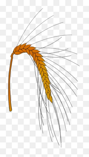 Grain Rye Background Harvest Nutrition - Sketch Clipart - Large ClipartFlare.com 
