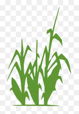 Corn Field Clipart Clipart Kid 2 - ClipartFlare ClipartFlare.com