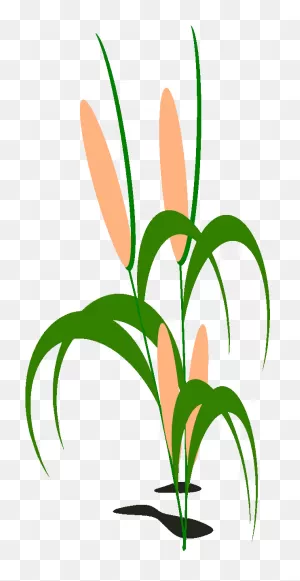 Corn Field Clipart At Getdrawings - Png Download - Large Size Png ClipartFlare.com 