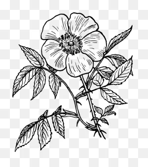 Free Flowers Line Drawing, Download Free Flowers Line Drawing Png ClipartFlare.com 