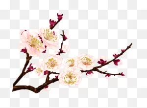 Tumblr #flower #flowers #branch #branchs - Apricot Blossom Png ClipartFlare.com 