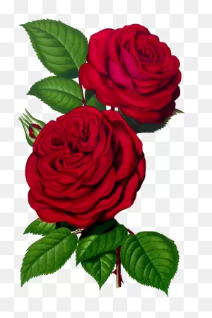 Clipart Flowers - Rose Prints - Png Download - Full Size Clipart ClipartFlare.com 
