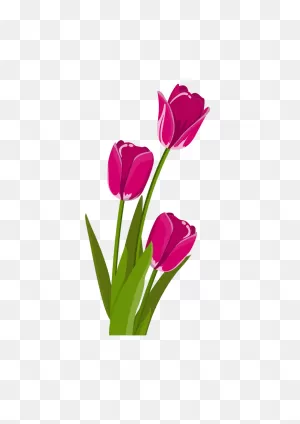 Tulip Flower Clipart Free PNG-WebP File - PNG-WebPheart ClipartFlare.com