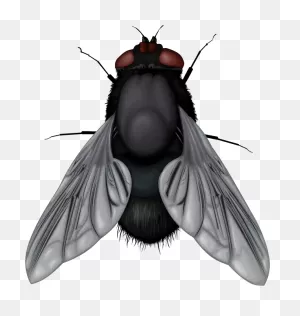 Fly Png Image