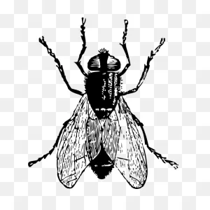 Fly | Free PNG-WebP