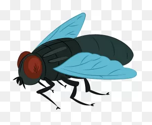 Fly Clipart. Free Download Transparent .png | ClipartFlare