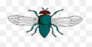 Insect Insect Fly Pest Clipart - Insect Clipart Animals Clip Art