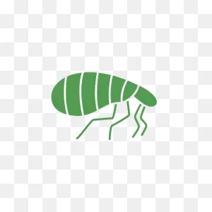 1 Flea Control San Diego - Get A Free Inspection Now
