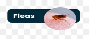 Choosing The Best Flea And Tick Solution For Your Pet