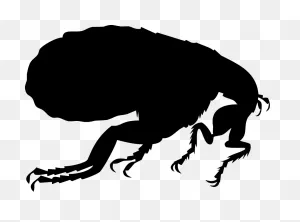 Dog Flea Silhouette Illustration - Flea Silhouette Clipart - Full ClipartFlare.com 