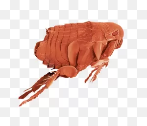 Flea Png