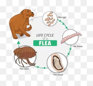 Flea Pest Control - Get Rid Of Fleas With Cure All Pest Control ClipartFlare.com 