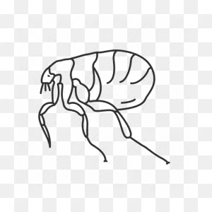 Flea, Insect, Bug, Siphonaptera, Tick Icon - Download On Iconfinder