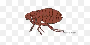 Flea Illustration - Twinkl