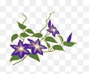 Clematis Vine Flower Purple - Free Image On ClipartFlare