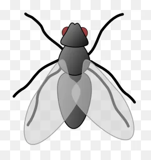 2 Flies Clipart - Clipart Suggest