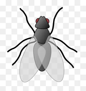 Flies - ClipartFlare