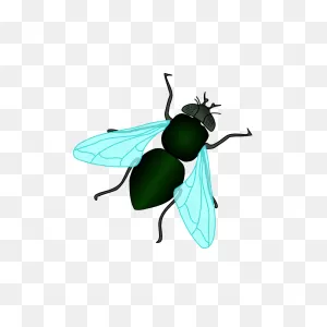 Flies Control - ClipartFlare