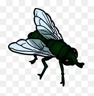 Insect Housefly Flight Download - Flies Clipart | Full Size Png ClipartFlare.com 