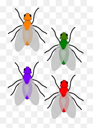 Multicoloured Flies Clip Art At ClipartFlare ClipartFlare.com - Vector Clip Art Online ClipartFlare.com 