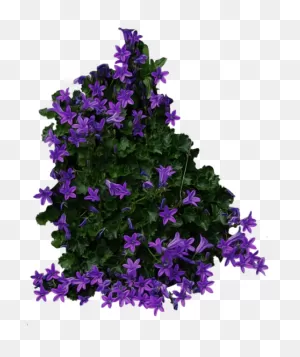 Free Png Bush Png Images Transparent - Flower Bush Transparent ClipartFlare.com 