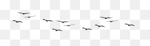 Bird Portable Network Graphics Clip Art Vector Graphics Gulls ClipartFlare.com 
