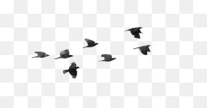 Download Of Flock Birds Free Clipart Hd Hq Png Image | ClipartFlare