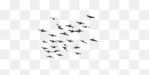 Free Flock Of Birds Transparent, Download Free Flock Of Birds ClipartFlare.com 