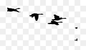 Flock Of Birds Clipart Seagull - Surviving Stress: Rediscover The ClipartFlare.com 
