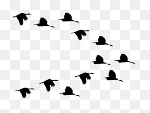 Flock Of Birds Clipart Transparent Pencil And In Color - Flock Of ClipartFlare.com 