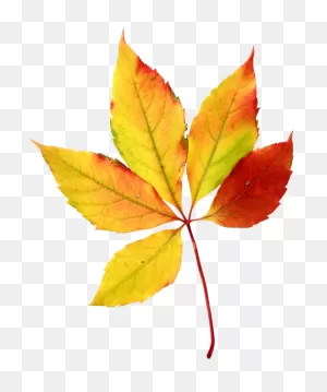 Download Hd Foliage Clipart Watercolor - Watercolor Autumn Leaves ClipartFlare.com 