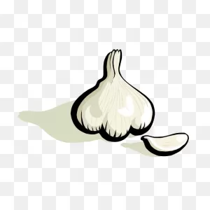 Garlic Vector Clip Art | Free PNG-WebP