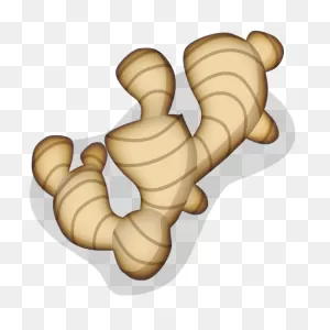 Free Ginger Root Cliparts, Download Free Ginger Root Cliparts Png ClipartFlare.com 