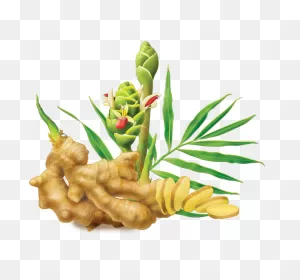 Free Ginger Root Cliparts, Download Free Ginger Root Cliparts Png ClipartFlare.com 