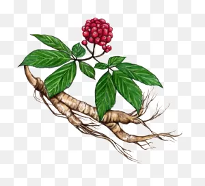 Ginseng And Ginger Artist Emmaline Bailey - Женьшень Png Clipart ClipartFlare.com 