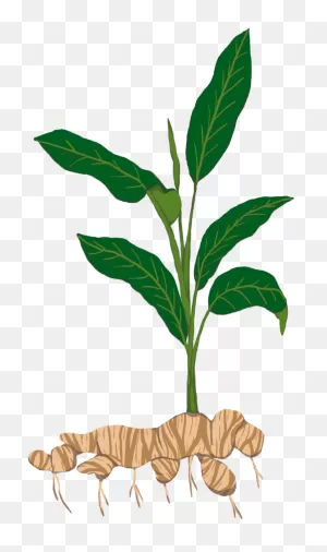 Tubers T - Ginger Plant Png Clipart - Full Size Clipart (#1522648 ClipartFlare.com 