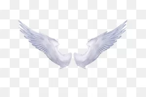 Free Gold Angel Wings Png, Download Free Gold Angel Wings Png Png ClipartFlare.com 