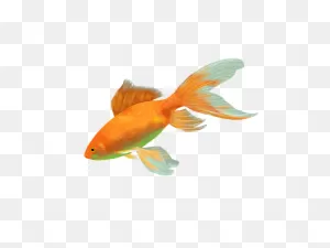 100  Free Gold Fish & Gold Images
