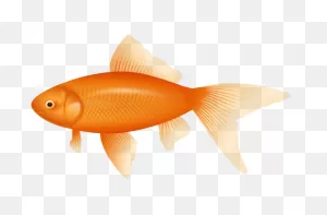 Fishing Fish Fin Goldfish Clipart - Fishing Clipart Sports Clip Art