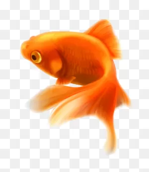 Gold Fish Png Clipart | Fish, Goldfish, Golden Fish