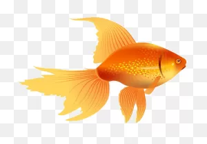 Goldfish Image Free Download Image - Gold Fish Vector Clipart ClipartFlare.com 