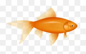 Goldfish Clip Art At ClipartFlare ClipartFlare.com - Vector Clip Art Online, Royalty ClipartFlare.com 