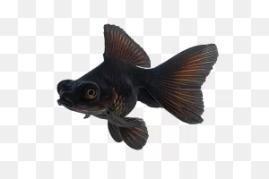 Goldfish Care Guide