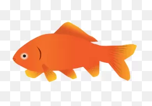 Simple Goldfish Clipart Transparent - ClipartFlare