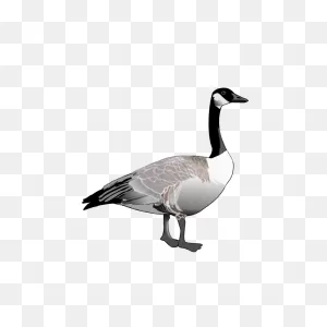 Canadian Goose Clipart - ClipartFlare