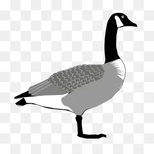 Canada Goose | Free PNG-WebP