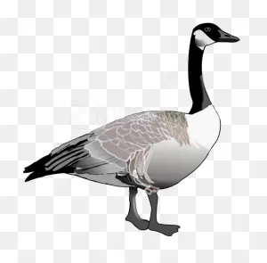 Free Png Download Goose Png Images Background Png Images - Canada ClipartFlare.com 